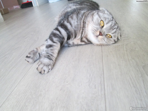 Линолеум ИДЕАЛ Ультра Lear 1